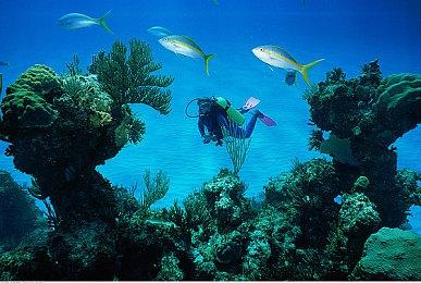 《赛车计划》被砍掉后 前创始人批评EA